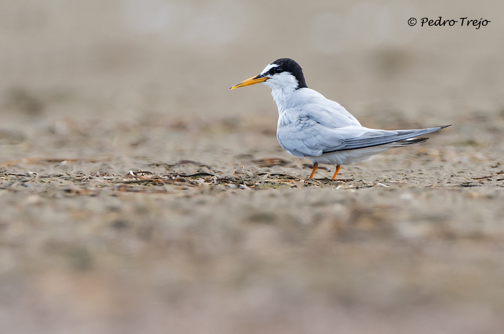 Charrancito (Sterna albifrons)